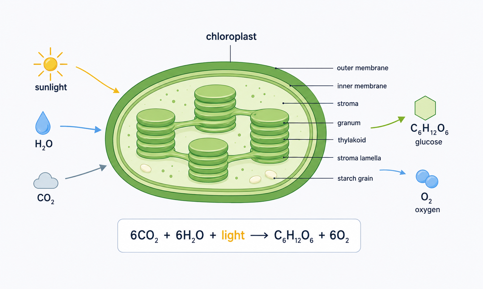 Labeled diagram of a chloroplast showing sunlight, water, and carbon dioxide going in, and glucose and oxygen coming out